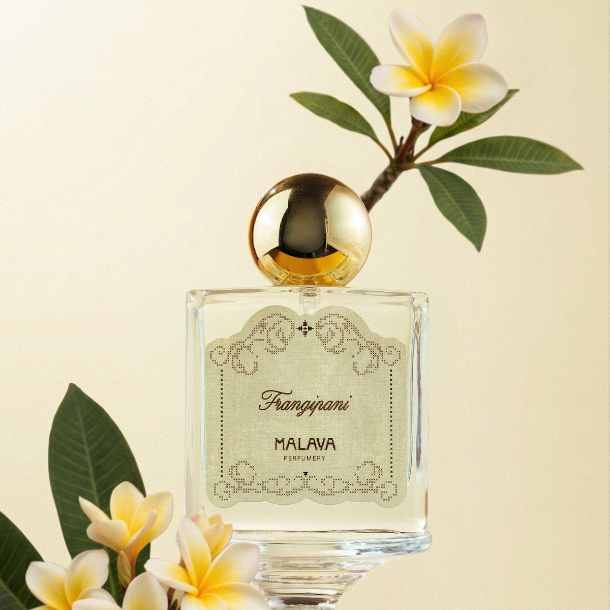 Frangipani
