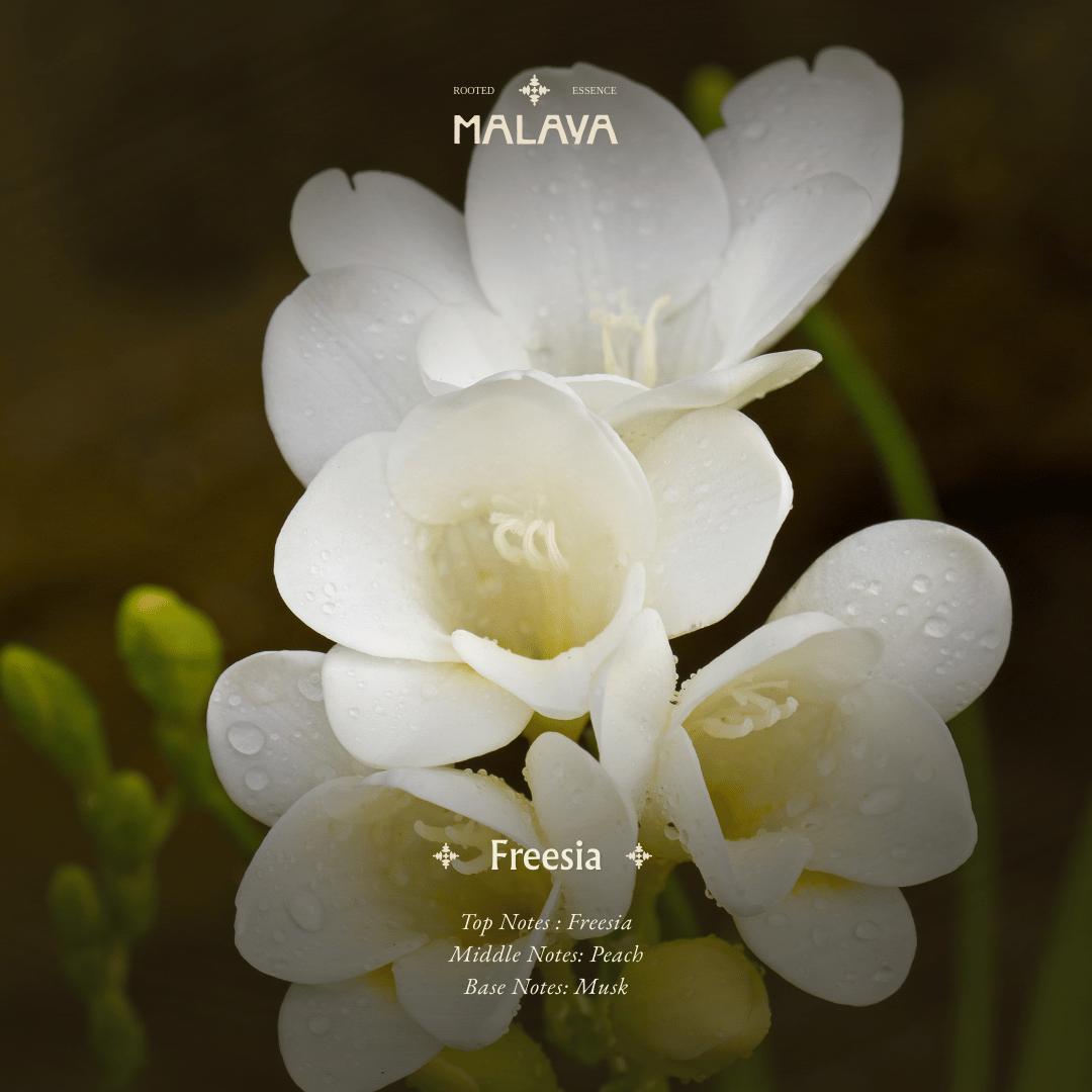Freesia