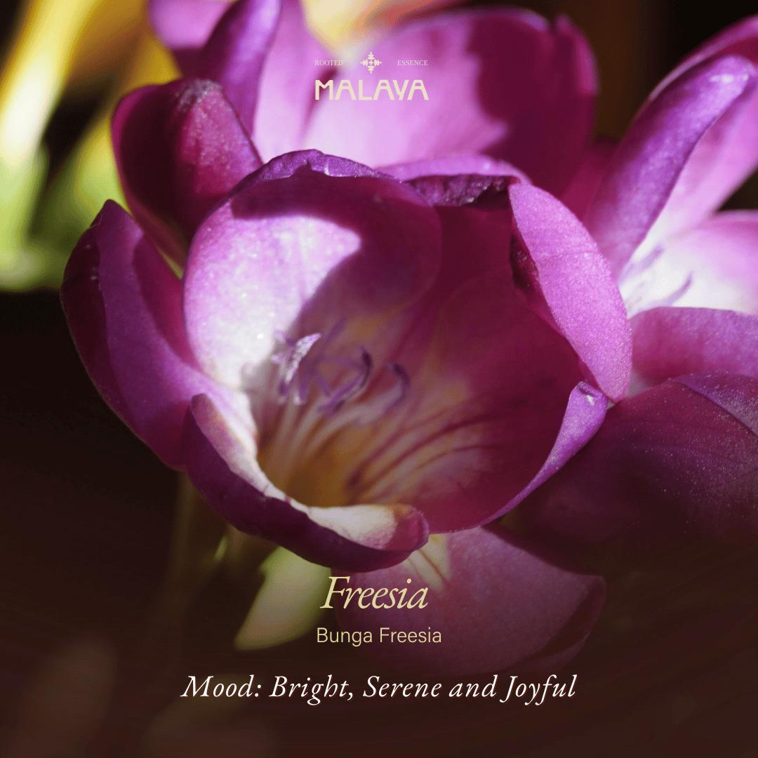 Freesia