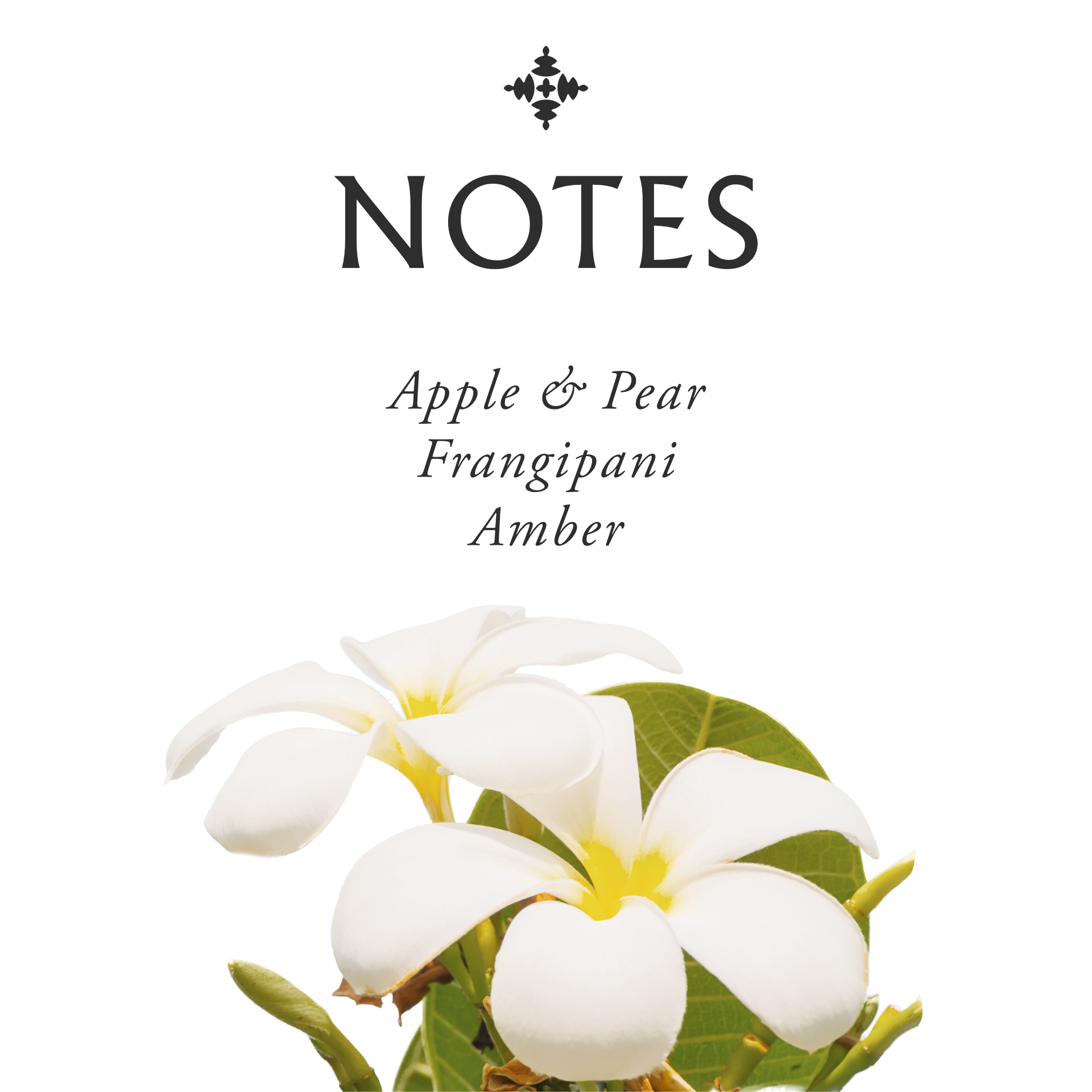 Frangipani