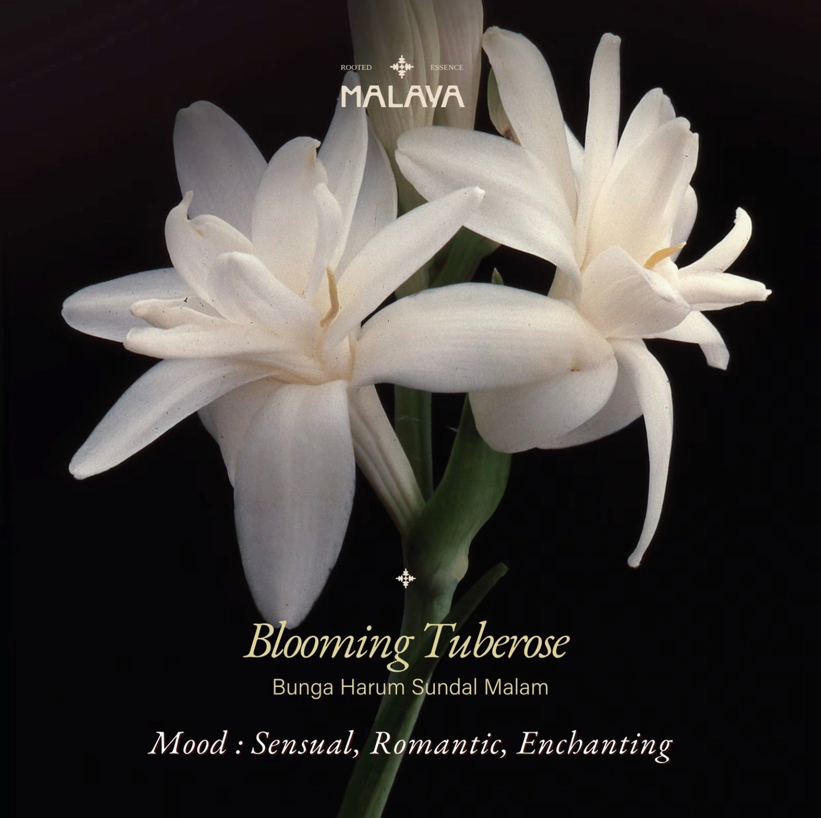Blooming Tuberose